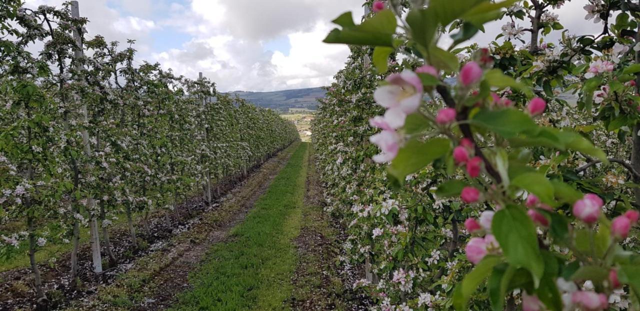 Quinta Bemboa Turismo Espaco Rural Aricera Екстер'єр фото